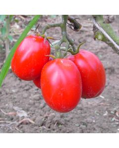 Tomatensamen - Quadro