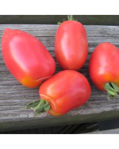 Tomatensamen - Rote Zora
