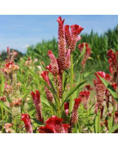 Celosia-Samen Hahnenkamm - Koralle