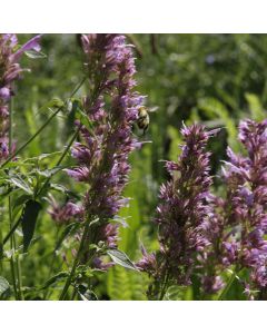Zitronen-Agastache-Samen