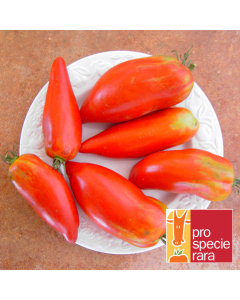 Tomatensamen - Andenhorn