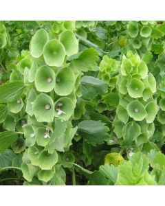 Muschelblumen-Samen