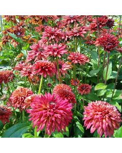 Rauer Sonnenhut-Samen - Zierpflanze