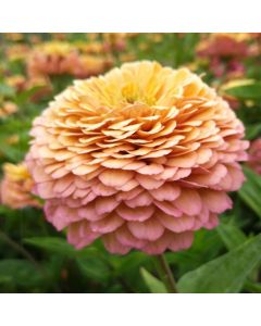 Zinnien-Samen (Floristik) - Prachtmischung