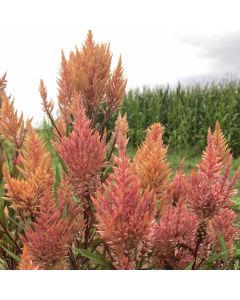 Celosia-Samen Federbusch - Rosa Gold