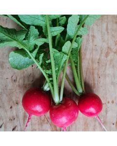Radieschen-Samen - Cherry Belle