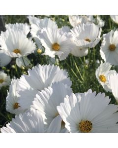 Cosmea-Samen - Cupcake wei&szlig;