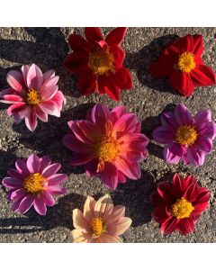 Dahlien-Samen - Sternenmeer