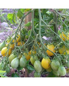 Cocktailtomatensamen - Dattelwein