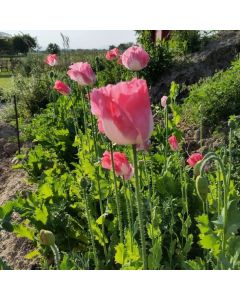 Mohn-Samen, Ess-