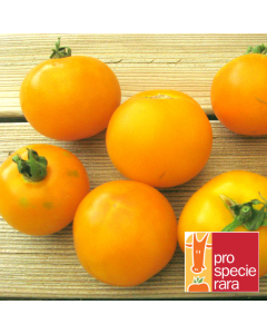 Tomatensamen - Goldene Königin