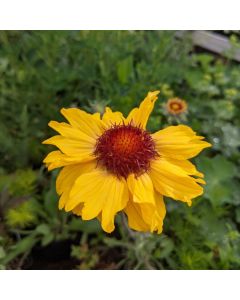 Kokardenblumen-Samen