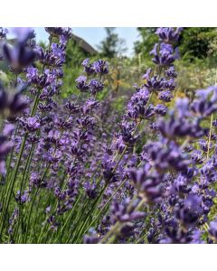 Lavendel-Samen