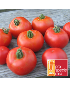 Tomatensamen - Matina