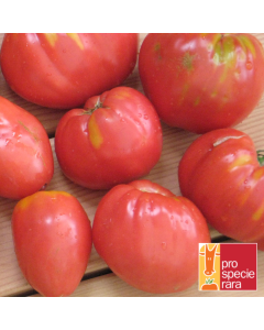 Fleischtomatensamen - Ochsenherz