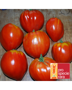 Fleischtomatensamen - Ochsenherz Rot