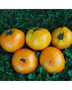 Fleischtomatensamen - Orange Bulgarische