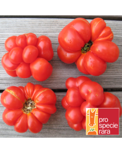 Tomatensamen - Reisetomate