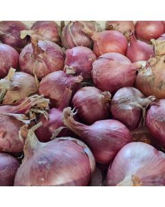 Zwiebel-Samen, Gem&uuml;se - Rosa Lotte