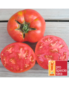 Fleischtomatensamen - Saint Pierre