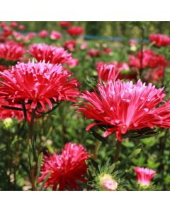 Schnittaster-Samen - Fackel