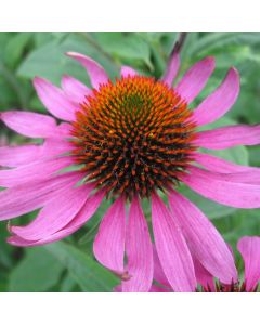 Purpur-Sonnenhut-Samen