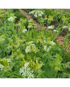 S&uuml;&szlig;dolde-Samen