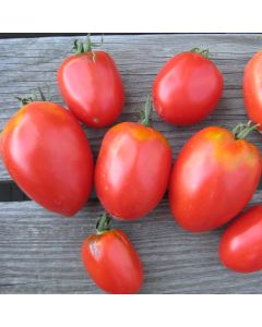Tomatensamen - Amish Pasta