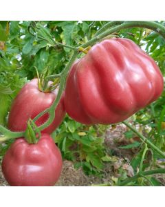 Fleischtomatensamen - Ancienne Provence