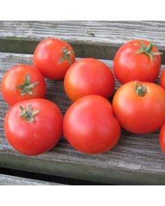 Tomatensamen (Busch-) - Balkonstar