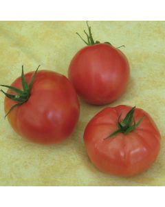 Fleischtomatensamen - Berner Rose