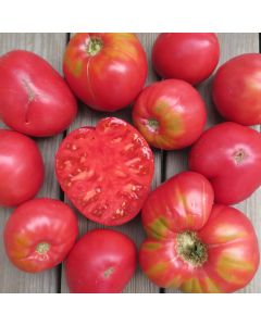 Fleischtomatensamen - Brandywine