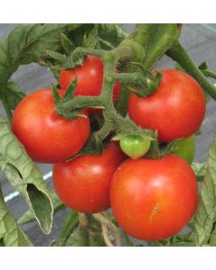 Tomatensamen - Cerise rot
