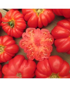 Fleischtomatensamen - Hopi