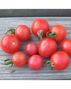 Cocktailtomatensamen - Humboldtii