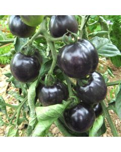 Tomatensamen - Indigo Rose