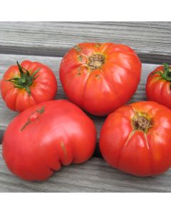 Fleischtomatensamen - Marmande de Pays