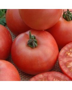 Fleischtomatensamen - Ozarowski