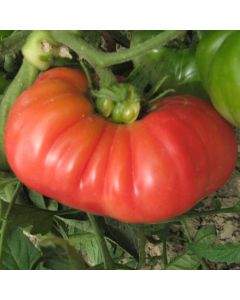 Fleischtomatensamen - Paprikaförmige