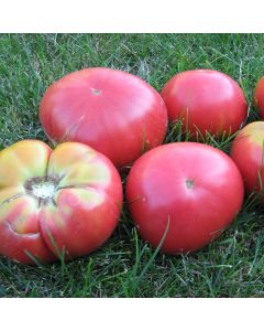 Fleischtomatensamen - Ponderosa Pink