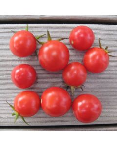 Cocktailtomatensamen - Resi