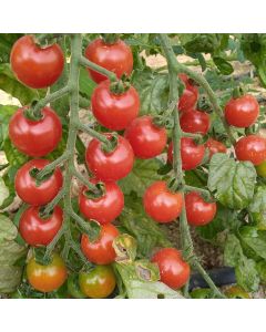 Cocktailtomatensamen - Rosii Marunte