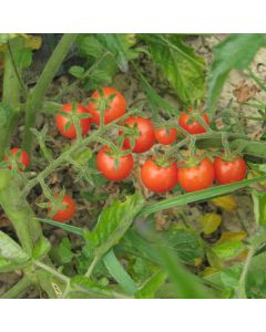 Cocktailtomatensamen - Rote Murmel