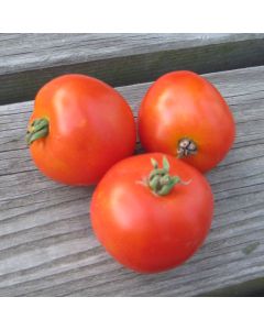 Tomatensamen (Busch-) - Rotkäppchen