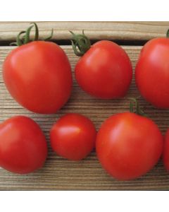 Cocktailtomatensamen - Ruthje