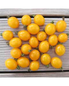 Cocktailtomatensamen - Stachelbeertomate