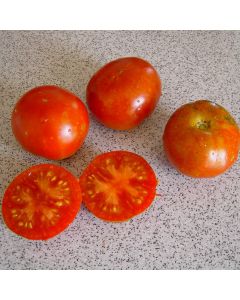 Tomatensamen - Stupice