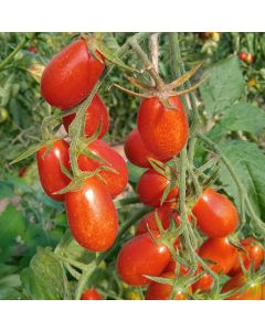 Cocktailtomatensamen - Teardrops - 1m
