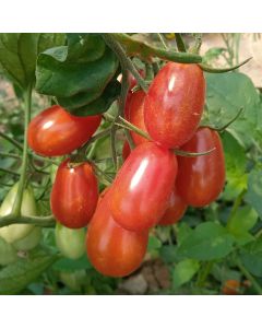 Cocktailtomatensamen - Teardrops