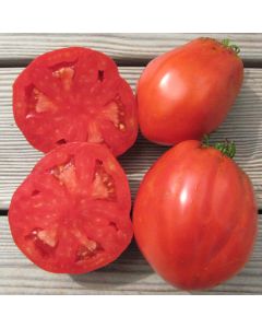 Fleischtomatensamen - Toscana